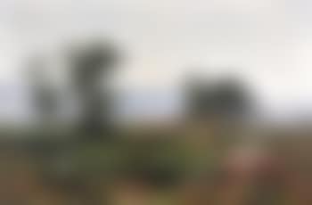 Morning mist in the meadow (preview)