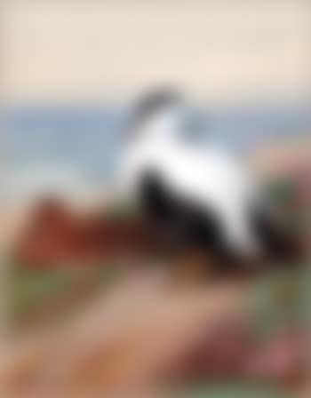 Common Eider Ducks (preview)