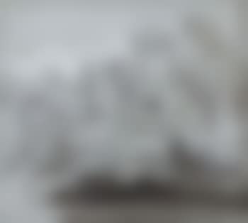Willows (preview)