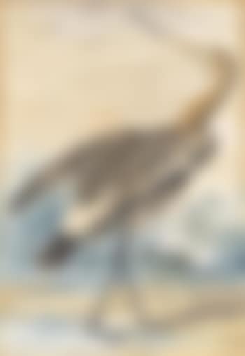 A Black-Tailed Godwit (Limosa Melanura) (preview)