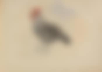 Il gallo (preview)