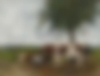 Vaches Au Pré (preview)