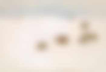 Partridges in snow (preview)