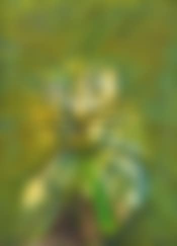 In the Jungle (preview)