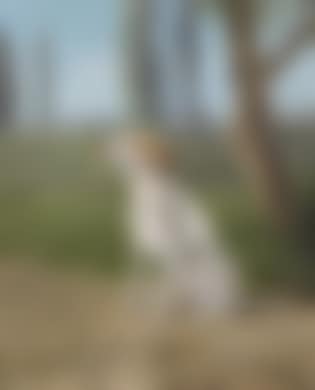 Hound in a Landscape (preview)