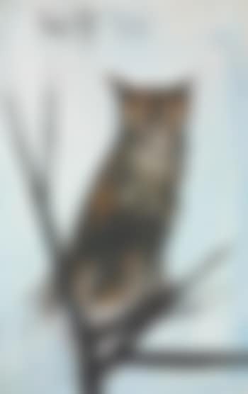 Hibou (preview)