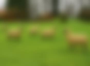 Moutons (preview)