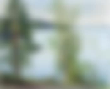 Birches by the Shore (preview)