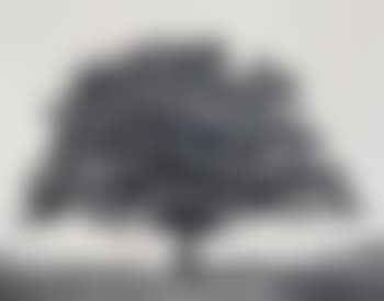 Oak, Kaggevinne (from the series Flanders Trees) (preview)