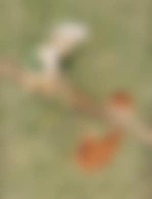 Waldschrat und Eichhörnchen (preview)