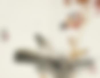 Flowers And Insect (preview)
