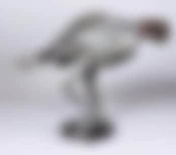 Rosine (preview)