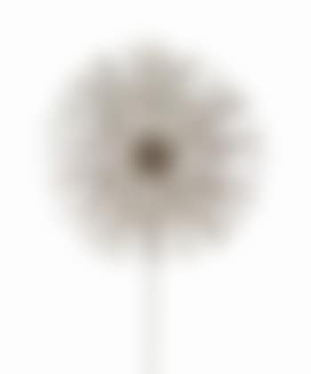 Dandelion From The Hilton Hotel, Denver, Colorado (preview)