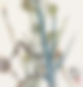 Flower (preview)