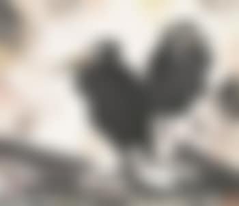 Birds (preview)