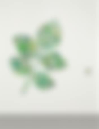 Leaf (preview)