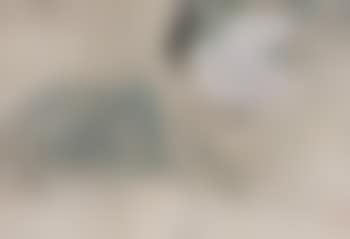 An egret (preview)