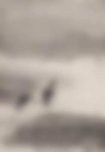 Two birds (preview)