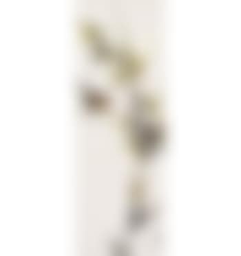 Bird Chirping On A Branch (preview)