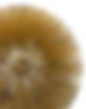 Dandelion (preview)