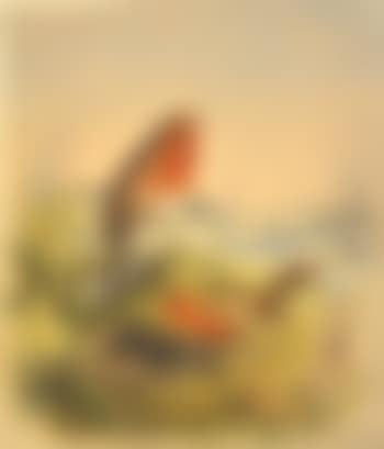 Robin Red Breasts (preview)