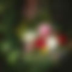 Still life with roses, bindweed and forget-me-nots in a basket on a bench in a garden (preview)