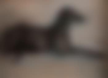 Lurcher (preview)