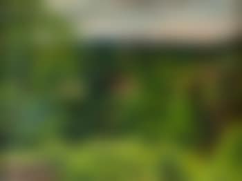 Landscape, County Down (preview)