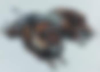 Sangliers (preview)