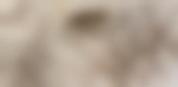 Two Lions (Hexaptych) (preview)