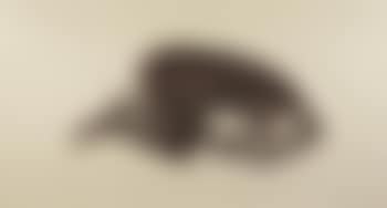 Sueño (preview)