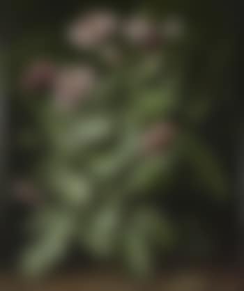 Poppy Plant No 2 (preview)