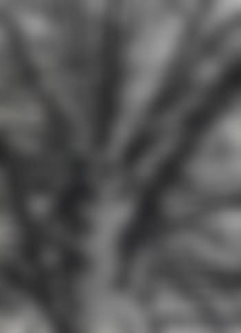 Astwerk einer Solitärfichte (Astwerk A Solitary Spruce) (preview)