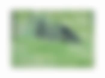 Untitled (Pond) (preview)