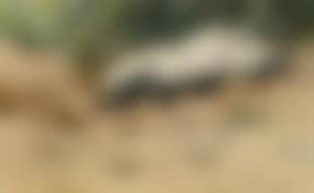Honigdachs - Stachelschwein. (preview)