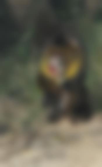 Mantelaffe (Abega) - Mandrill. (preview)