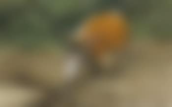 Pinselschwein - Afrikanischer Bock. (preview)