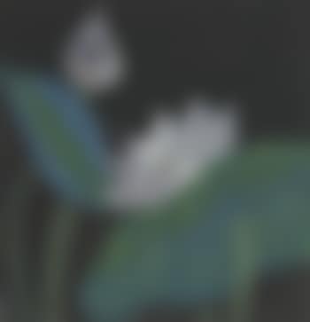Deux fleurs de lotus la nuit (preview)