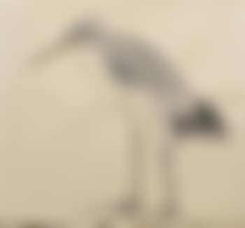 Héron (preview)