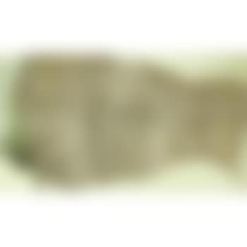 Untitled (Buffalo) (preview)