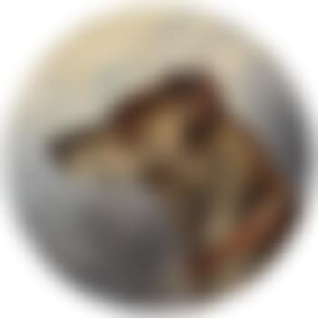Hundeportrait (preview)