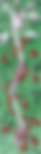 Green grow (preview)