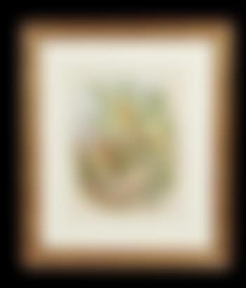 Tropical Birds (preview)