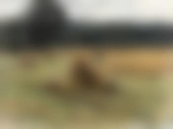 Le fauchage des blés (preview)