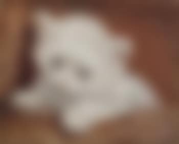 A white kitten (preview)