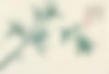 Bamboo (preview)