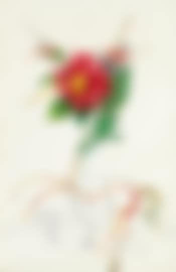 Dahlia Unicornis (preview)