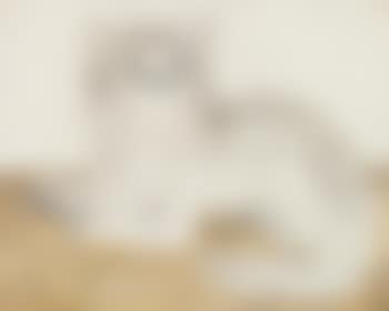 Le Chat (preview)