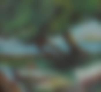Barque sous un arbre (preview)