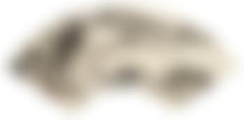 Landscape (preview)